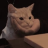Gatitos cura Depresión😸😽 8
