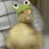 Patos Random 🦆🤣 13