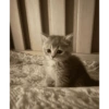 CAT MAGER DAN CUTE 😾 6