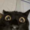 Gatitos. | @ocenferios  Haki. 9