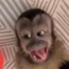 MACAQUINHO FOFO ❤️ 6