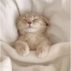 Michis para reaccionar 🐱😻❤️ 7 😴