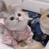 🧿Animalitos Cute para  Chat🐈🐶 20