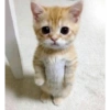 Gatitos Y Randoms  15