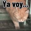 Ya voy...