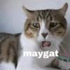Cat meme 12