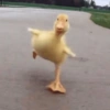 Patos Random 🦆🤣 6