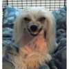 Memes cachorro  11