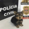 POLÍCIA CIVIL POLICIA POLÍCIA C POLICIA CIVIL DECAP 77% DP
