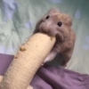 Hamster Banana