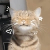 Kucing Lucu 20