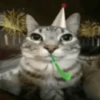 Random Cat's 🐈🐈‍⬛ 12