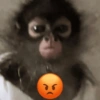 Macaco 17