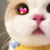 Gatos cute😎amor 2😎 11