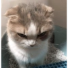 Michis para reaccionar 🐱😻❤️ 8 😒