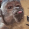 Macaquinhos  6