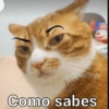 Animaleitos gracioso😸 21
