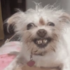 Memes cachorro  14