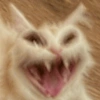 Meme kucing / cat 9