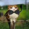 Meowl Michi cute 🥺🩷✨ 22