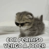 Michitos pal chat🐱🩷 9