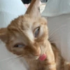 Meme kucing / cat 19
