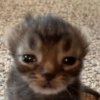 🐈-Cats-🐈 6