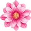 Pink flower  5