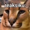 -reaksiku: