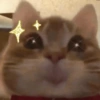 Gatitos Memes😺✨💕10 8