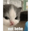 Meme kucing / cat 21
