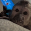 Monkey 13