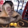 POR MIM!! 🐒 8