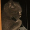 Cat meme 14