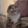 Meme kucing 7