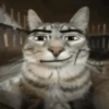 Random Cat's 🐈🐈‍⬛ 10