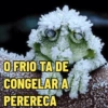 O FRIO TA DE CONGELAR A PERERECA