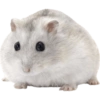 Animals 22