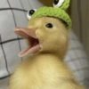 Patos Random 🦆🤣 11