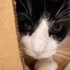 Gatitos bonitos 💗 26