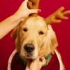 PEIXÃO DE NATAL 6