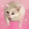 Kucing 12
