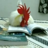 GALINHAS REAÇÕES  13