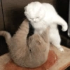Gatitos Y Randoms  6