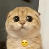 Gatos cute😎amor 2😎 16