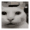 Kucing sigma 24