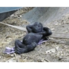 Monos graciosos🤓 5