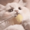 🧿Animalitos Cute para  Chat🐈🐶 11