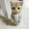 Gatos memes 19