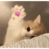 Cats reage 9